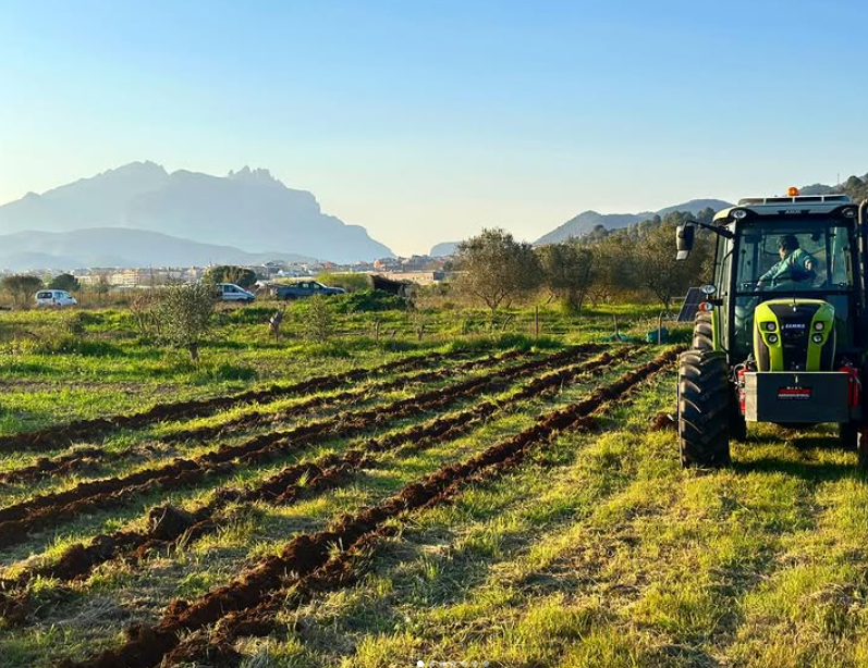 Finca a los pies de Montserrat: surcos recién abiertos, olivos y la silueta de la montaña al fondo